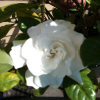 periwinkle13