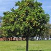 FreshFig