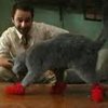 kittensmittons