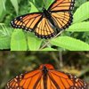 MariposaMonarcha