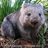 ProfWombat1