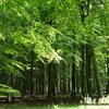 greatwoodsjammer