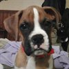 Rockdog1293000