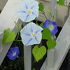 morning-glory