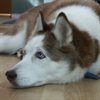 Hetchinspete