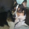 Brighton_Corgi
