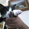 kittencroissant
