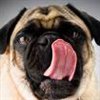 PugsandKisses