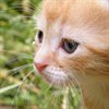 calicokitty