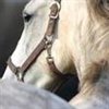 theoldhorse