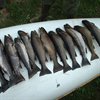 newfiewhaler