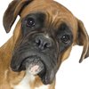 chapdog