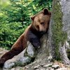 Muggerbear