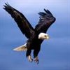 PapaEagle1