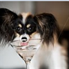 drinky
