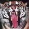 tigermouth
