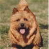 spikethedog