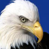 Eagle Eye